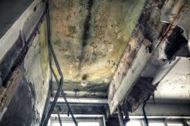 Asbestos and Lead Testing During Mold Inspection in Herscher, IL